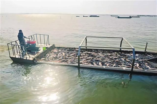 生鲜简报 | 国务院力挺水产养殖业,号召大家多吃鱼